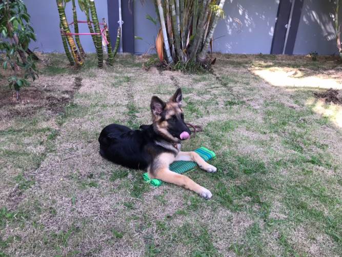 Dog lounging on grass, licking lips