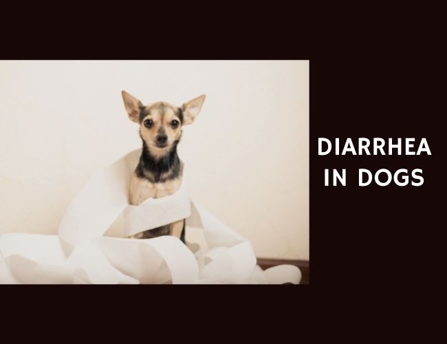 Diarrhea in Dogs