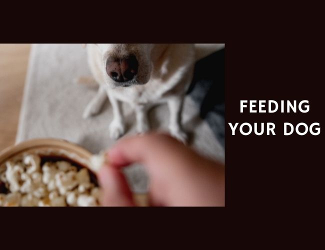 Feeding Your Dog