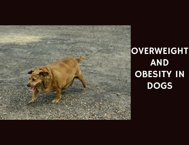 Overweight and Obesity in Dogs