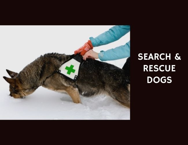 Search & Rescue Dogs