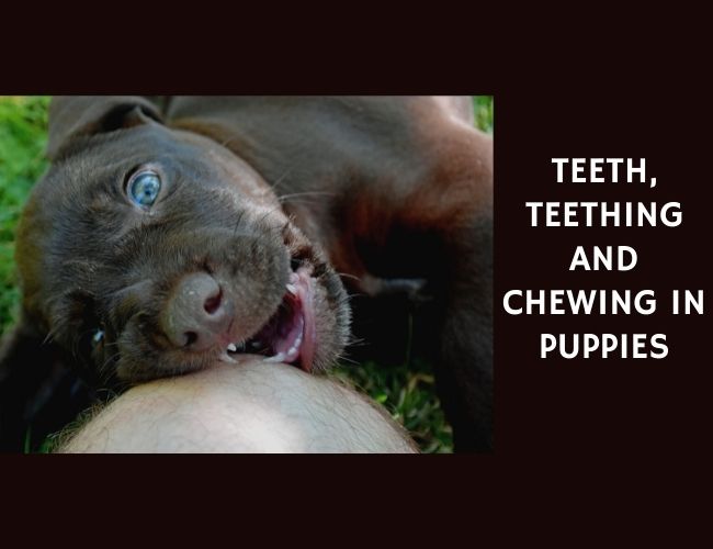 Teeth, Teething and also Chewing in Puppies
