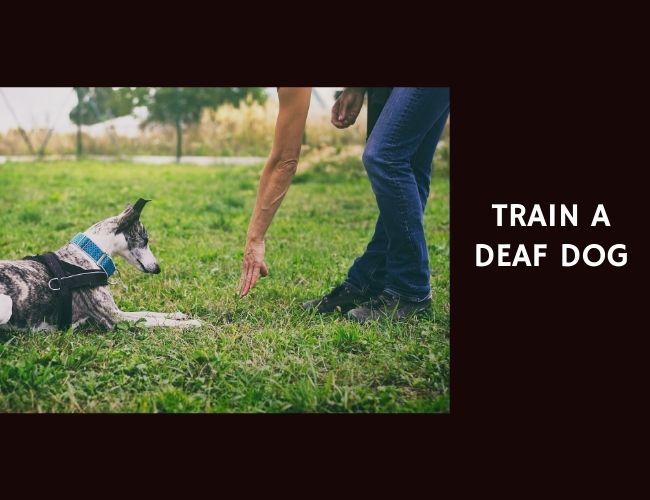 Train a Deaf Dog