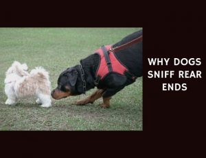 Why Dogs Sniff Rear Ends