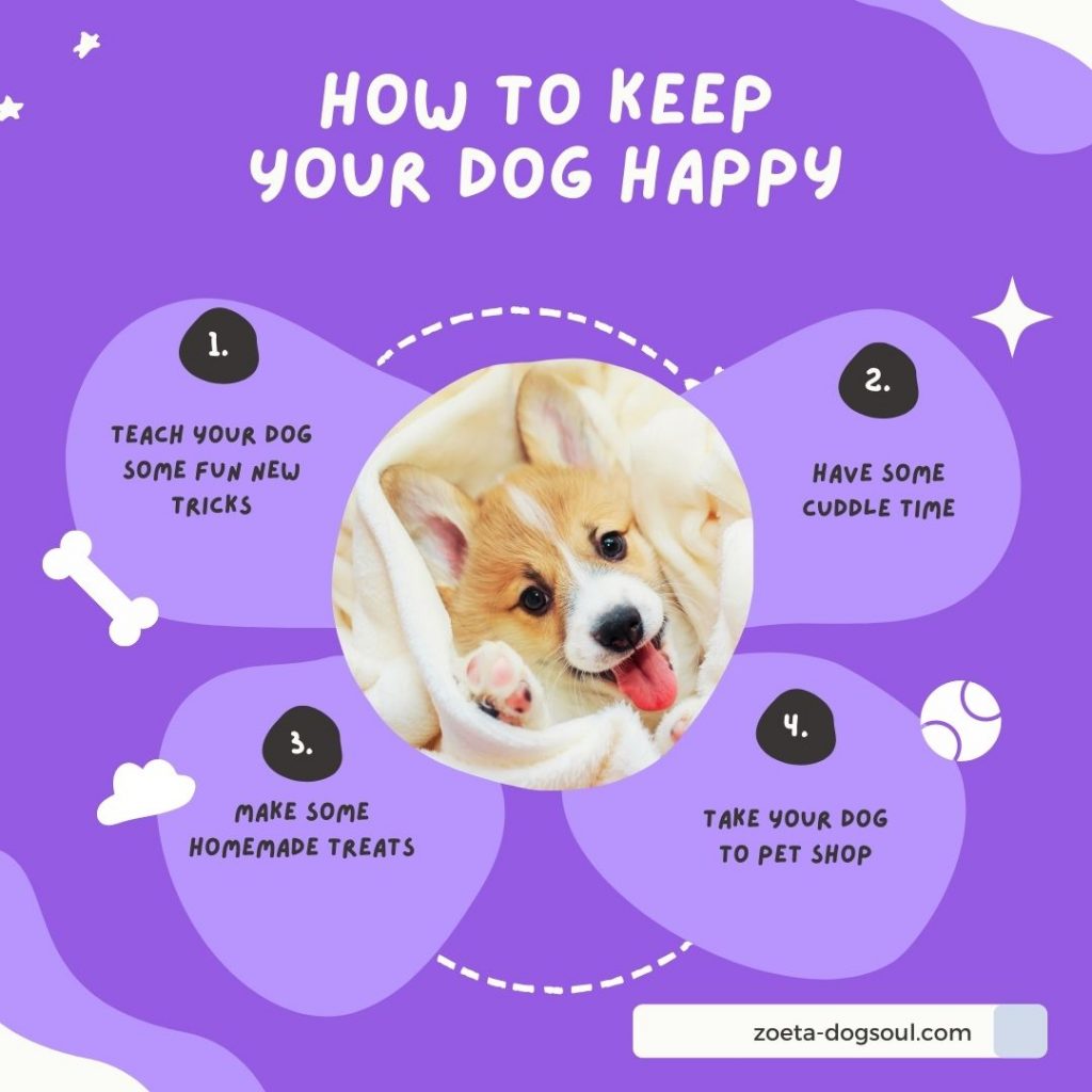 Make your dog happy