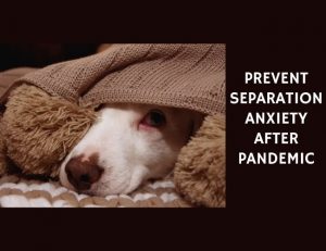Prevent separation anxiety after Pandemic
