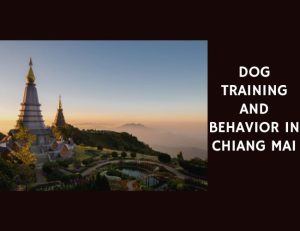 Dog Training and Behavior in Chiang Mai
