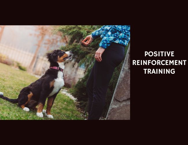 Positive Reinforcement Training