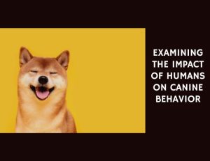 Examining the Impact of Humans on Canine Behavior