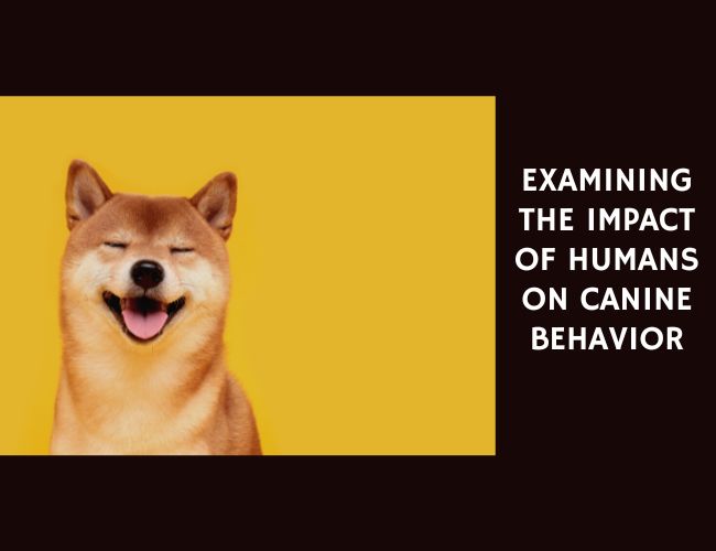Examining the Impact of Humans on Canine Behavior