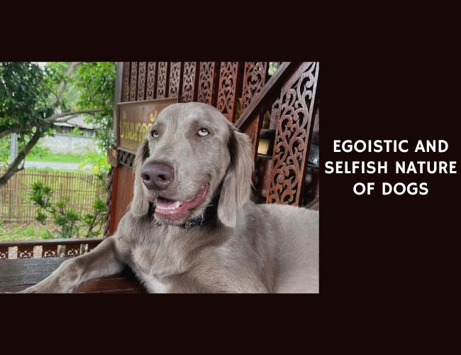 Egoistic and Selfish Nature of Dogs