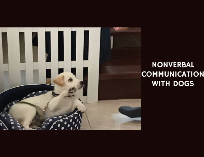 Nonverbal Communication with Dogs