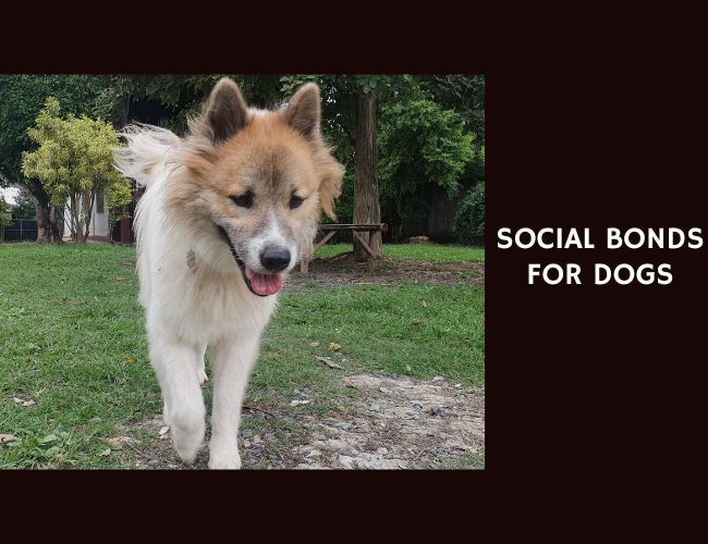 Social Bonds for Dogs