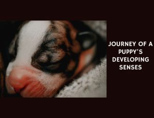 The Intriguing Journey of a Puppy's Developing Senses