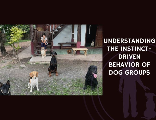 Understanding the Instinct-Driven Behavior of Dog Groups
