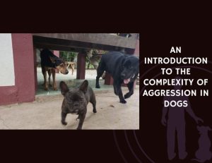 An Introduction to the Complexity of Aggression in Dogs