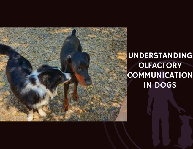 Understanding Olfactory Communication in Dogs