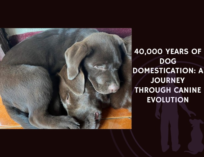 40,000 Years of Dog Domestication A Journey Through Canine Evolution