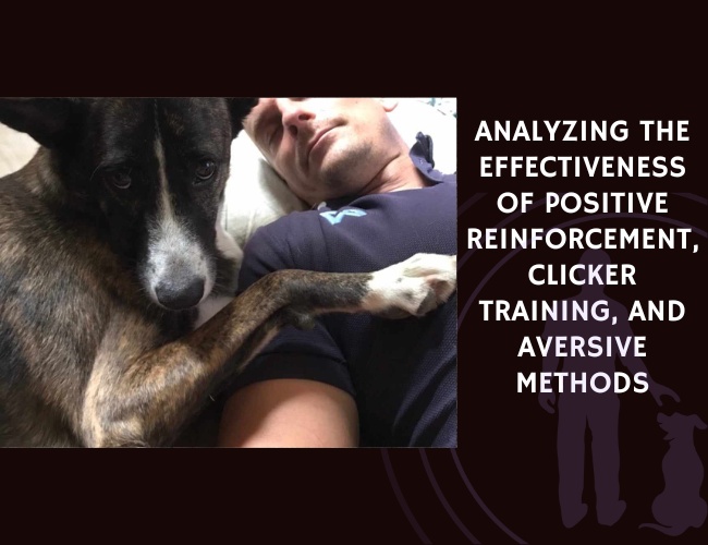 Analyzing the Effectiveness of Positive Reinforcement, Clicker Training, and Aversive Methods