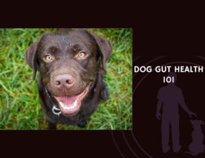 Dog Gut Health 101