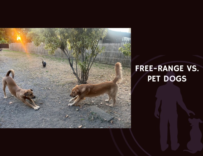 Free-Range vs. Pet Dogs