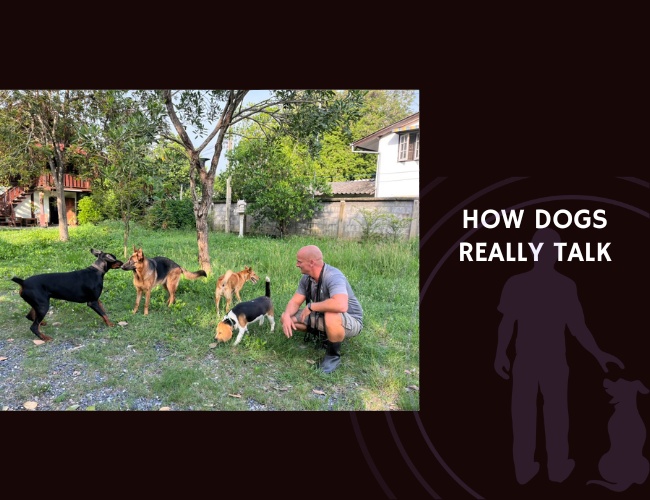 How Dogs Really Talk