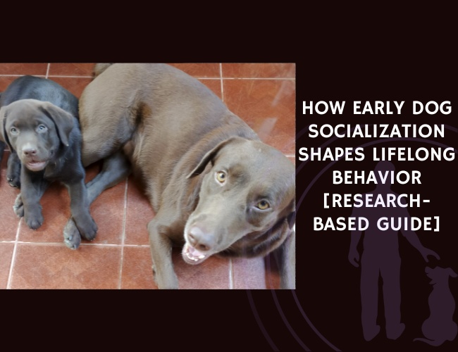 How Early Dog Socialization Shapes Lifelong Behavior [Research-Based Guide]