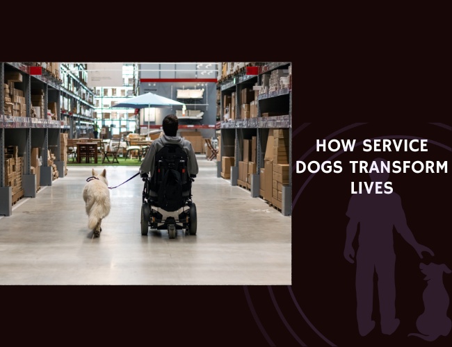 How Service Dogs Transform Lives A Comprehensive Guide to Specialized Training and Support
