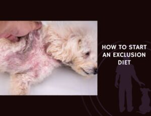 How to Start an Exclusion Diet