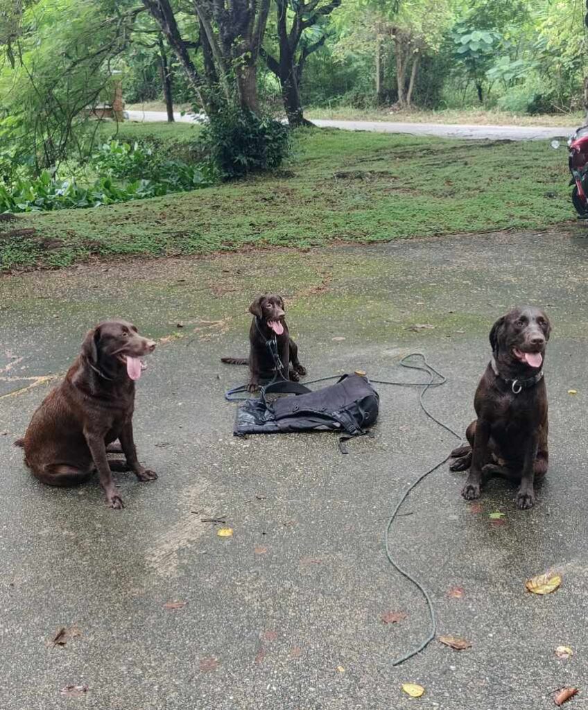 Social Dynamics and Pack Behavior