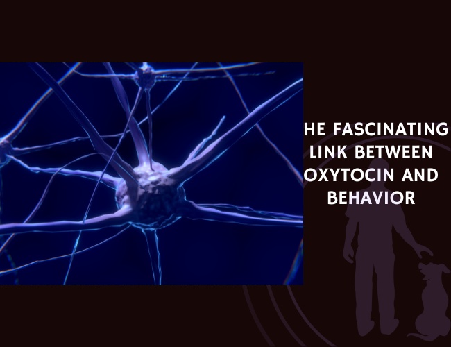 The Fascinating Link Between Oxytocin and Behavior