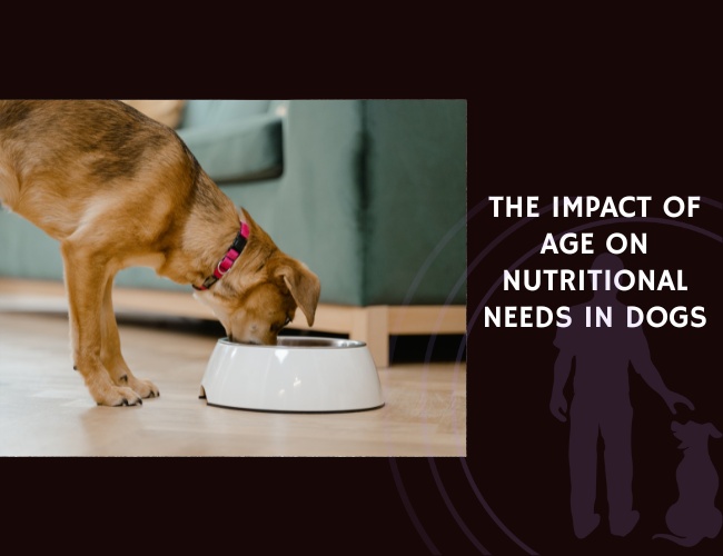 The Impact of Age on Nutritional Needs in Dogs