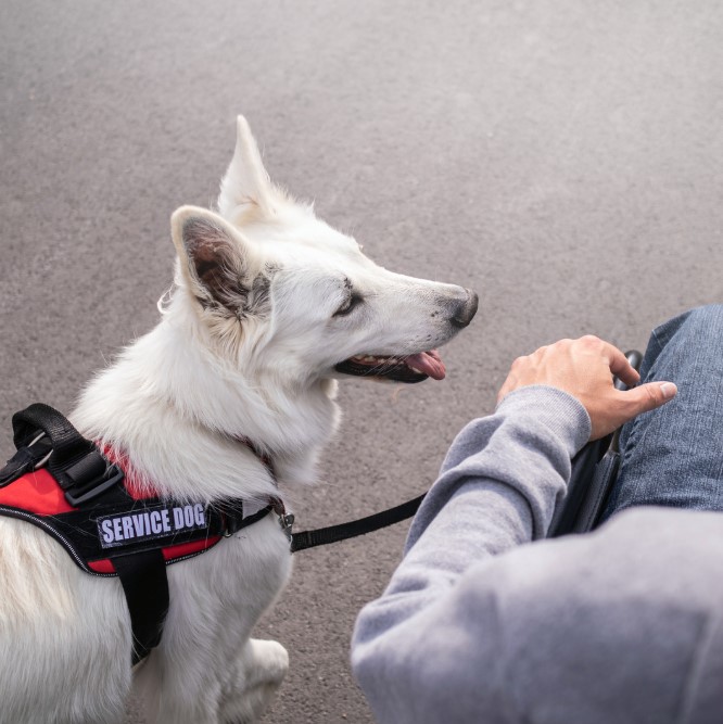 service dogs