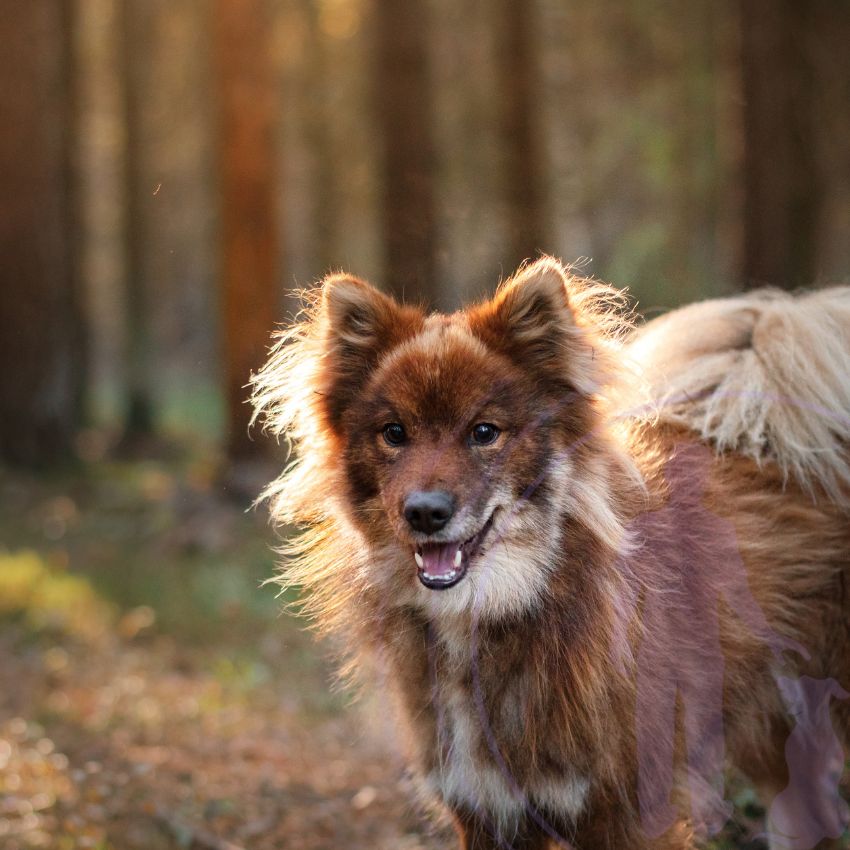With dedicated effort and a supportive environment, adolescent puppies can smoothly transition into well-behaved and balanced adult dogs