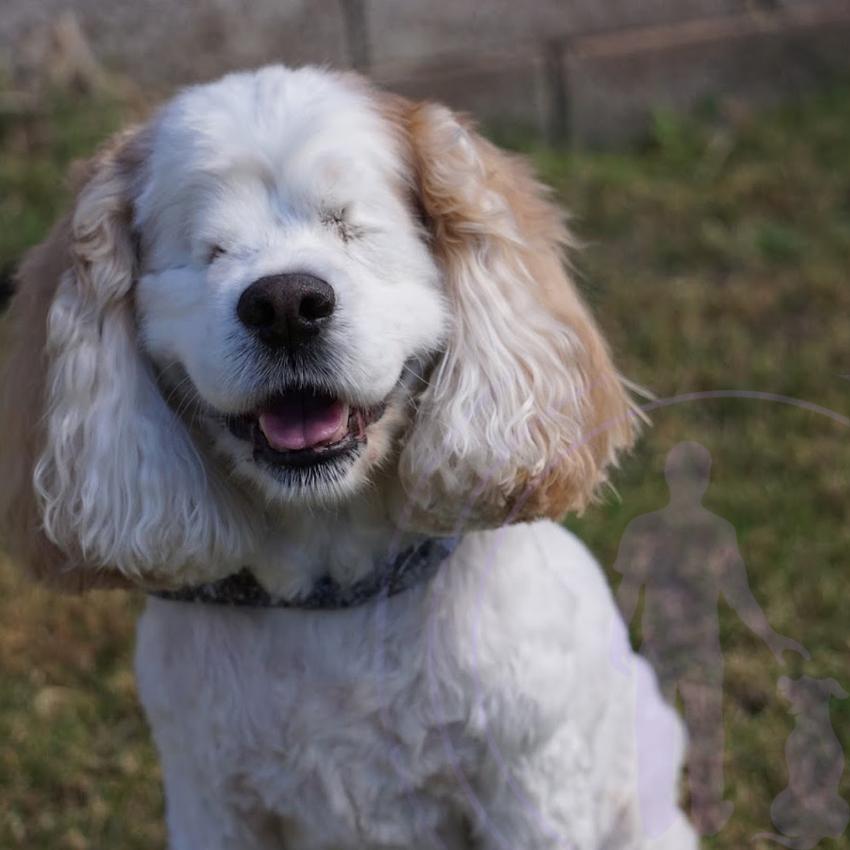 Attaching bells to the owner's belt or other pets helps the blind dog locate and follow important figures in their life