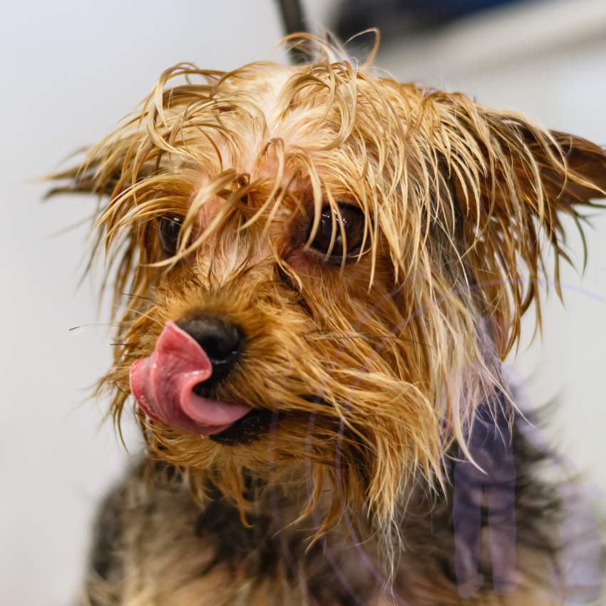 Creating a grooming routine that works for both you and your dog ensures they remain healthy and happy