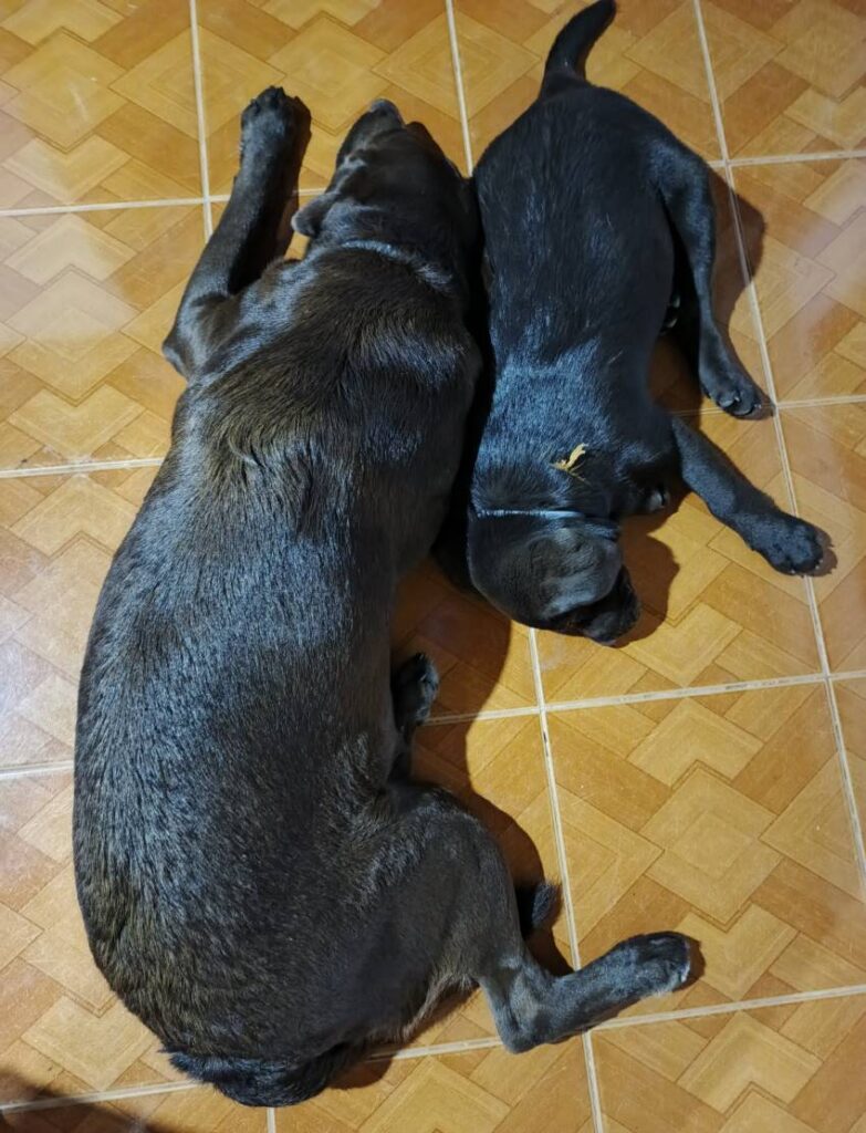 Creating an optimal sleep environment plays a significant role in ensuring your dog gets the rest they need