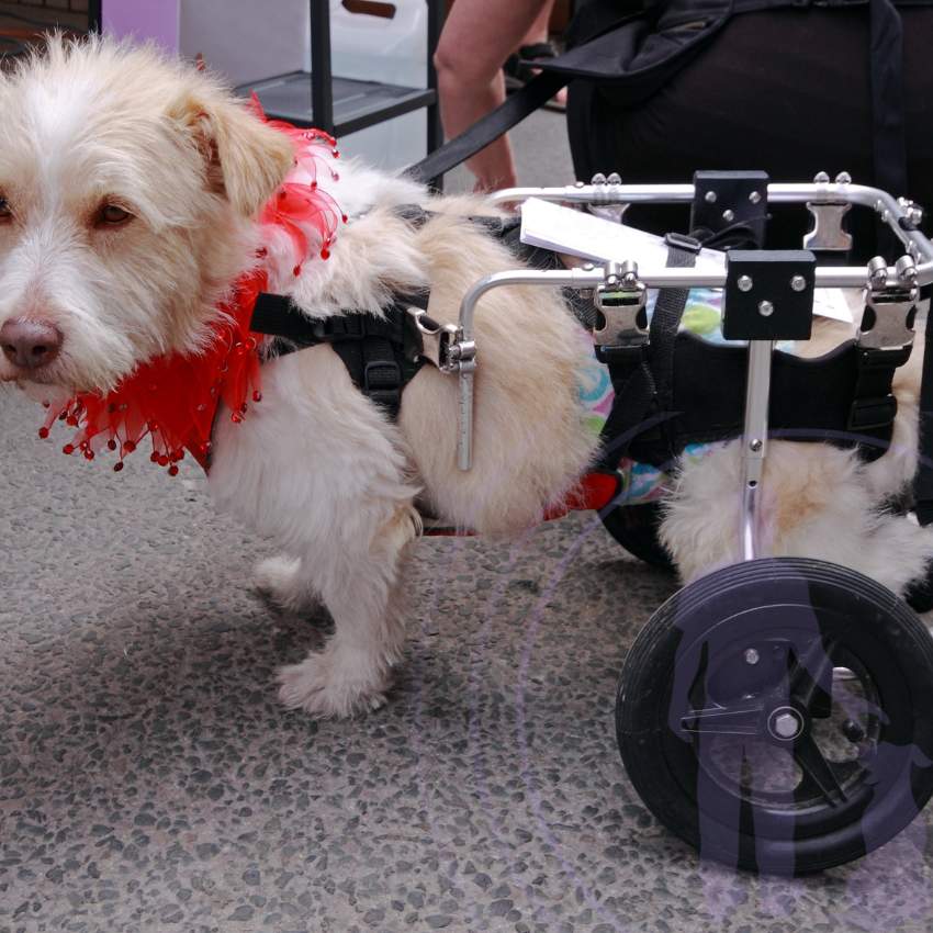 Devices like carts and harnesses provide support for dogs with mobility issues