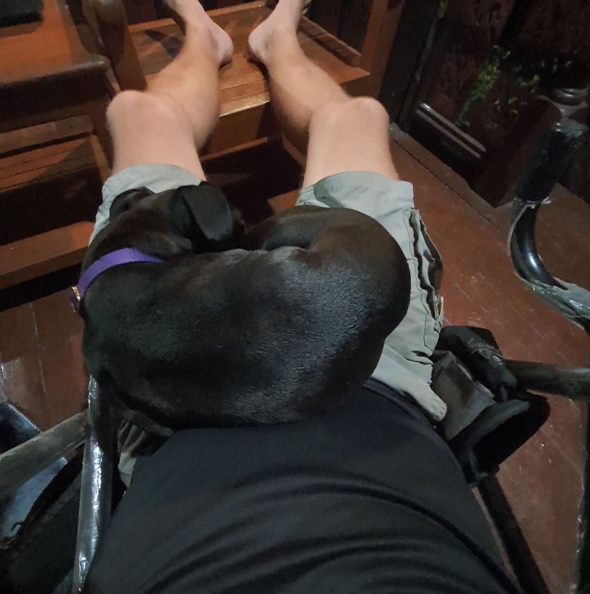 Dogs naturally act as social catalysts