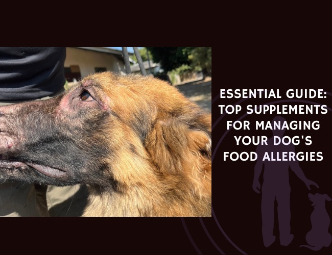 Managing Your Dog's Food Allergies