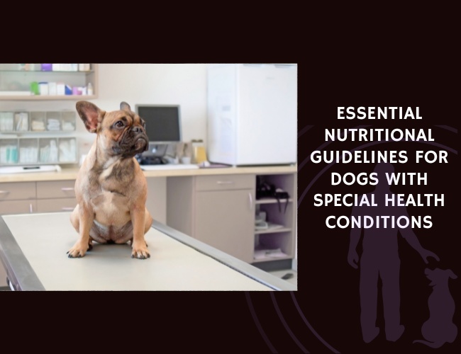 Essential Nutritional Guidelines for Dogs with Special Health Conditions