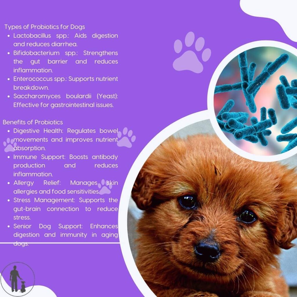 For dogs, probiotics are pivotal to maintaining a balanced gut microbiome
