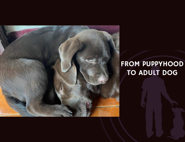From Puppyhood to Adult Dog