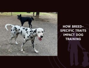 How Breed-Specific Traits Impact Dog Training