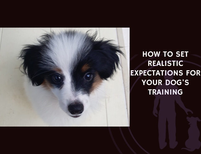 How to Set Realistic Expectations for Your Dog's Training