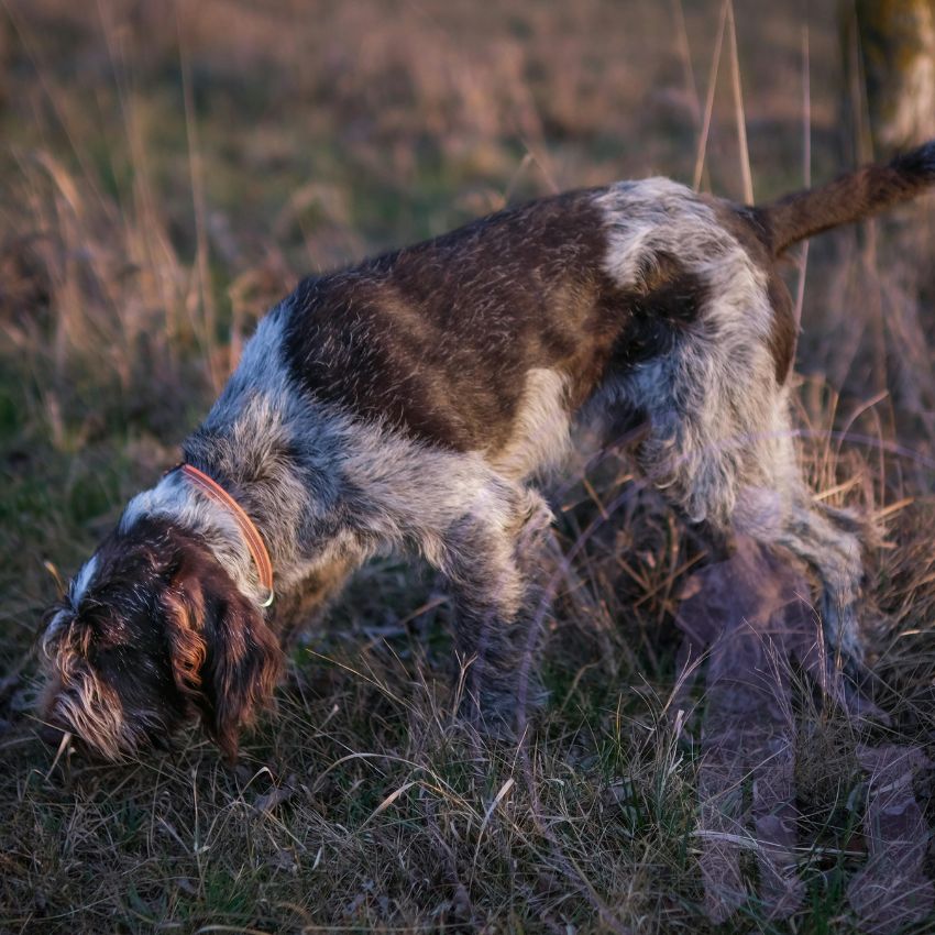 Mental enrichment is essential for ensuring your dog's well-being and happiness