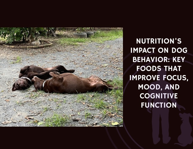 Nutrition's Impact on Dog Behavior Key Foods That Improve Focus, Mood, and Cognitive Function