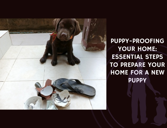 Puppy-Proofing Your Home Essential Steps to Prepare Your Home for a New Puppy