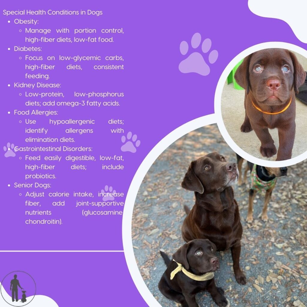 For dogs facing chronic health issues, these dietary changes can make a world of difference