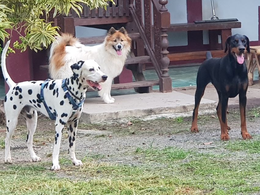 Stepping away from breed stereotypes allows us to see dogs for who they truly are